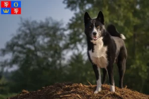 Přečtete si více ze článku Chovatel karelských medvědích psů a štěňat v Hradci Králové