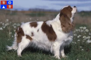 Přečtete si více ze článku Chovatelé kavalír king charles španělů a štěňat v Liberci