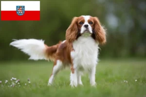 Přečtete si více ze článku Kavalír King Charles španěl chovatelé a štěňata v Durynsku