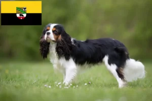 Přečtete si více ze článku Kavalír King Charles španěl chovatelé a štěňata v Sasku-Anhaltsku