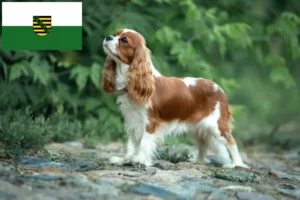 Přečtete si více ze článku Kavalír King Charles španěl chovatelé a štěňata v Sasku