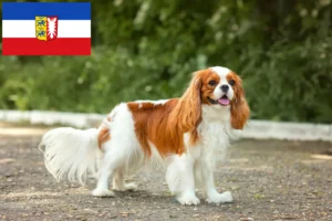 Přečtete si více ze článku Kavalír King Charles španěl chovatelé a štěňata ve Šlesvicku-Holštýnsku