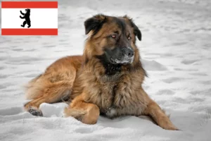 Přečtete si více ze článku Chovatel kavkazských ovčáků a štěňat v Berlíně
