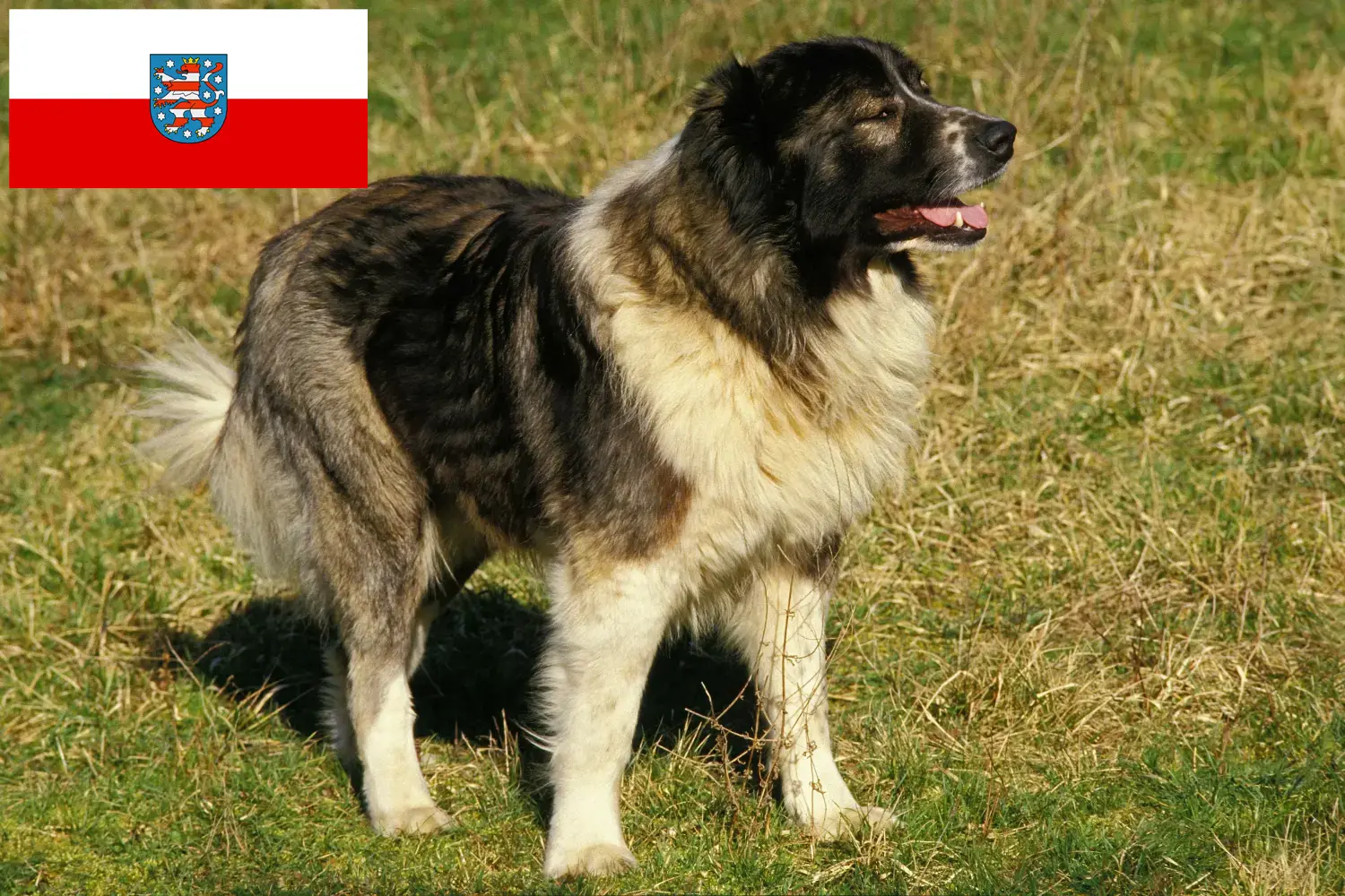 Štěňata kavkazského ovčáka a chovatelé v Durynsku Zde najdete chovatele kavkazských ovčáků v Durynsku.