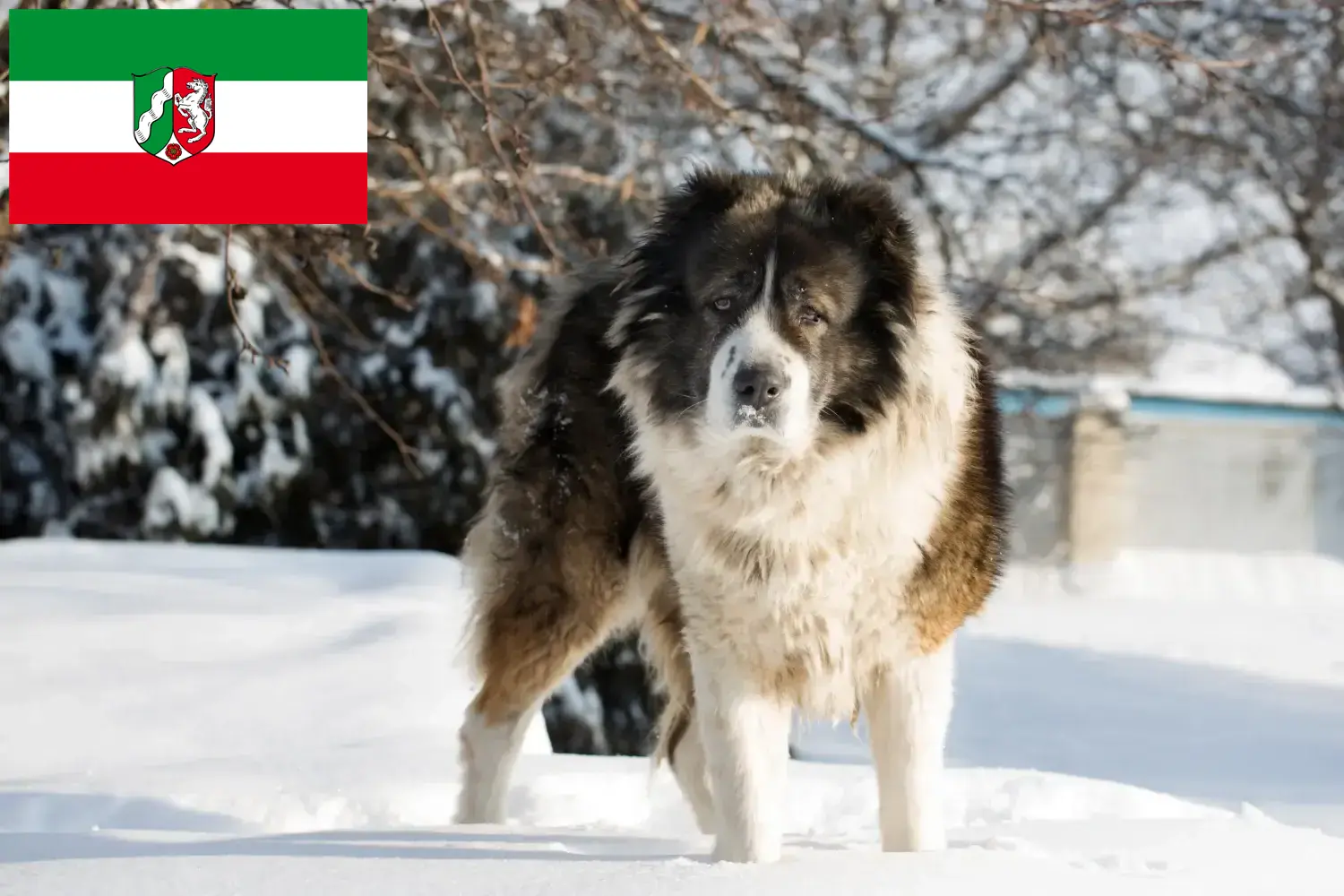 Štěňata kavkazských ovčáků a chovatelé Severní Porýní-Vestfálsko Zde najdete chovatele kavkazských ovčáků v Severním Porýní-Vestfálsku.