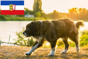 Přečtete si více ze článku Chovatelé kavkazských ovčáků a štěňat ve Šlesvicku-Holštýnsku