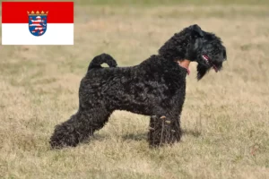 Přečtete si více ze článku Chovatelé a štěňata Kerry Blue teriéra v Hesensku