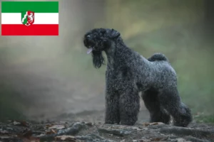 Přečtete si více ze článku Chovatelé a štěňata Kerry Blue teriéra v Severním Porýní-Vestfálsku