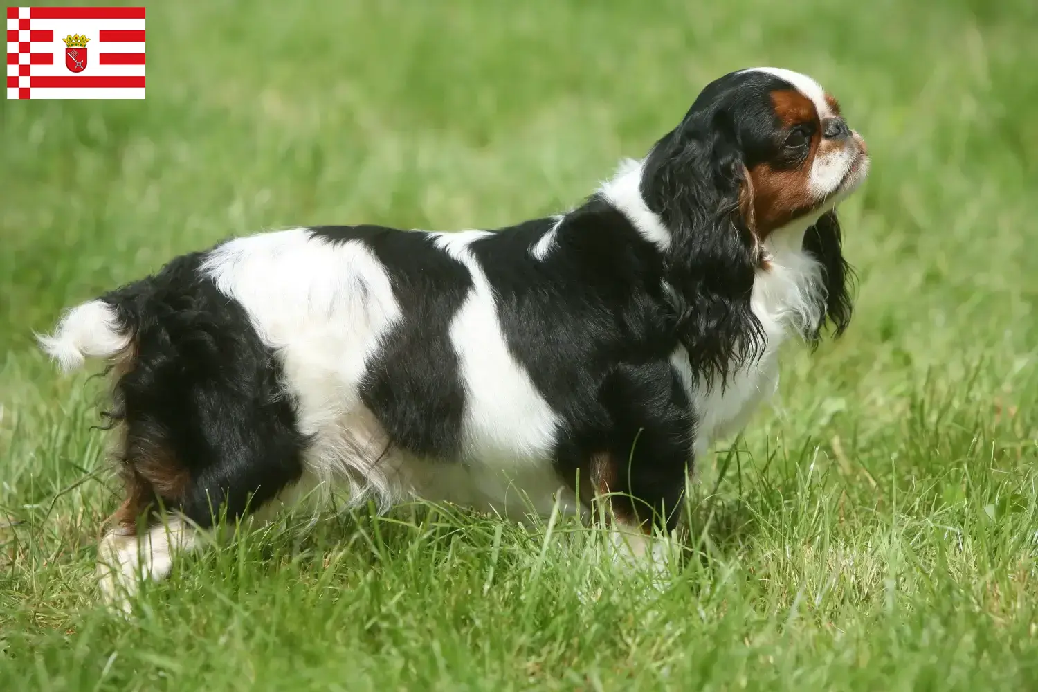 King Charles španěl štěňata a chovatelé Brémy Zde najdete chovatele King Charles španělů v Brémách.