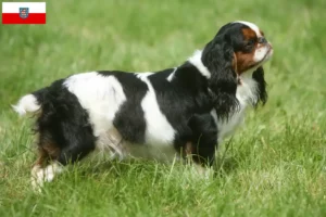 Přečtete si více ze článku Chovatelé King Charles španělů a štěňat v Durynsku