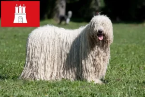 Přečtete si více ze článku Chovatelé komondorů a štěňat v Hamburku