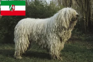 Přečtete si více ze článku Chovatelé komondorů a štěňat v Severním Porýní-Vestfálsku