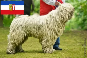 Přečtete si více ze článku Chovatelé komondorů a štěňat ve Šlesvicku-Holštýnsku