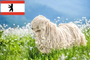 Přečtete si více ze článku Chovatelé komondorů a štěňat v Berlíně