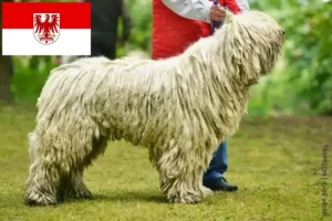 Přečtete si více ze článku Chovatelé komondorů a štěňat v Brandenburgu