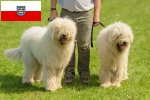 Přečtete si více ze článku Chovatelé komondorů a štěňat v Durynsku