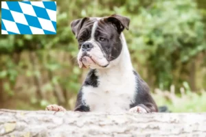 Přečtete si více ze článku Chovatelé kontinentálních buldočků a štěňat v Bavorsku