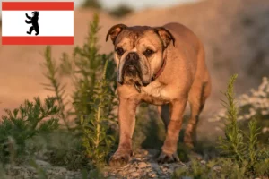Přečtete si více ze článku Chovatelé kontinentálních buldočků a štěňat v Berlíně