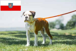 Přečtete si více ze článku Chovatelé kontinentálních buldočků a štěňat v Durynsku