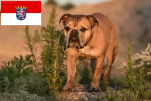 Přečtete si více ze článku Chovatelé kontinentálních buldočků a štěňat v Hesensku