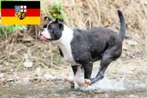 Přečtete si více ze článku Chovatelé kontinentálních buldočků a štěňat v Sársku