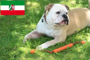Přečtete si více ze článku Chovatelé kontinentálních buldočků a štěňat v Severním Porýní-Vestfálsku