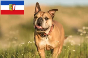 Přečtete si více ze článku Chovatelé kontinentálních buldočků a štěňat ve Šlesvicku-Holštýnsku