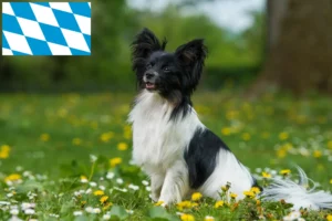 Přečtete si více ze článku Kontinentální trpasličí španěl chovatelé a štěňata v Bavorsku