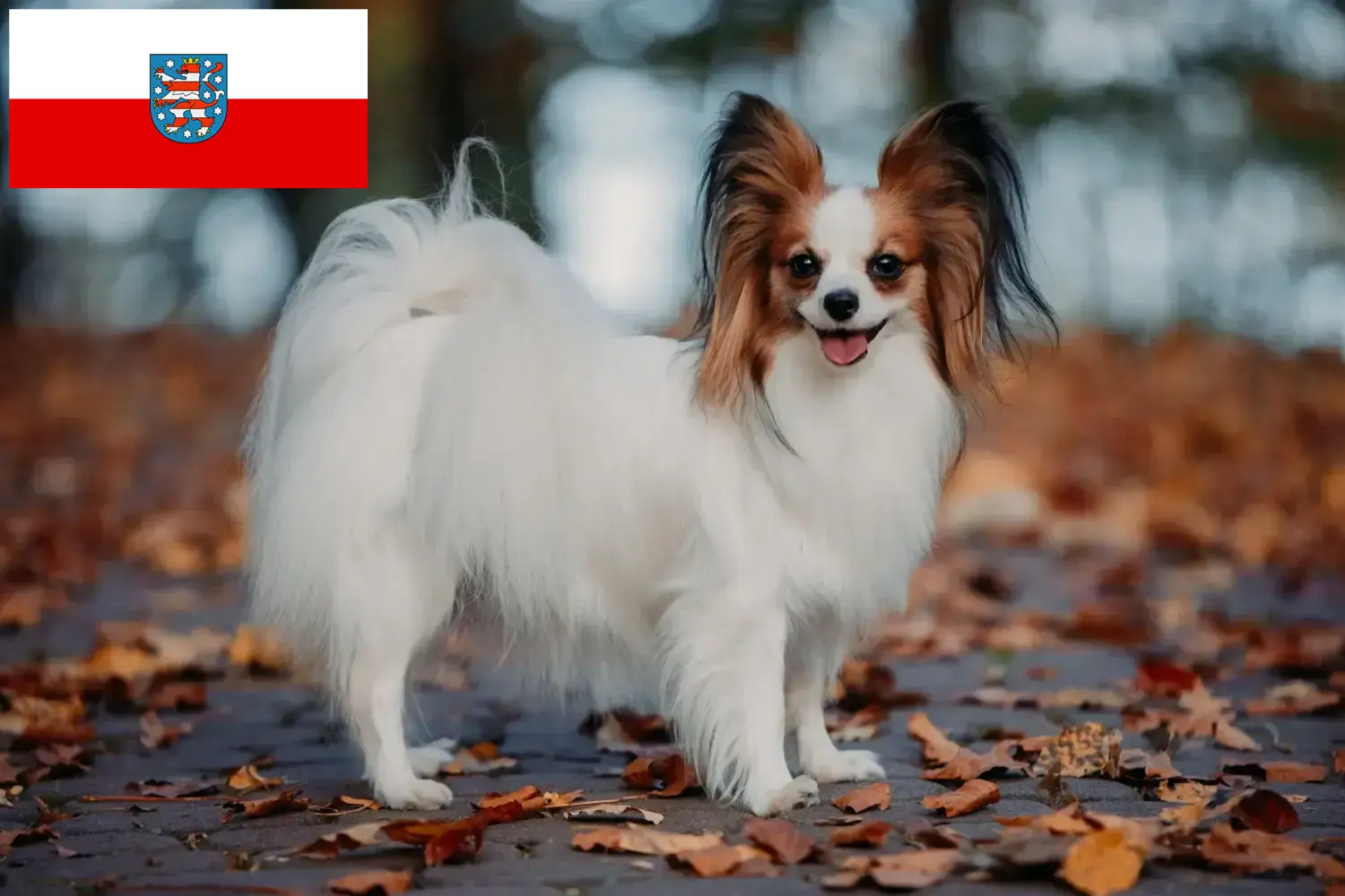 Přečtete si více ze článku Kontinentální trpasličí španěl – chovatelé a štěňata v Durynsku