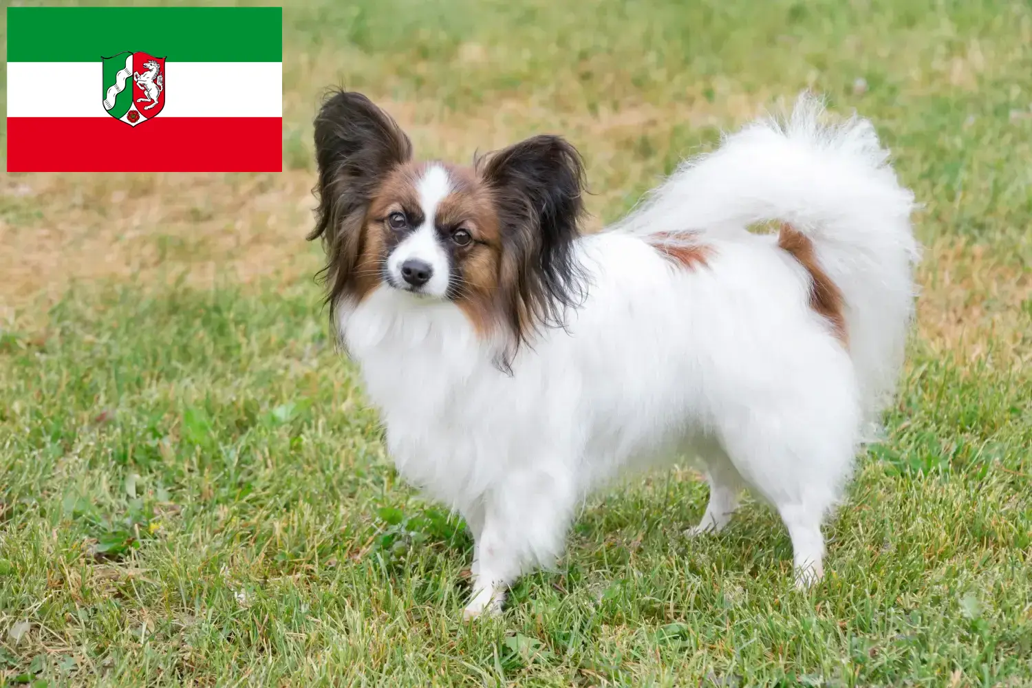 Přečtete si více ze článku Kontinentální trpasličí španěl chovatelé a štěňata v Severním Porýní-Vestfálsku
