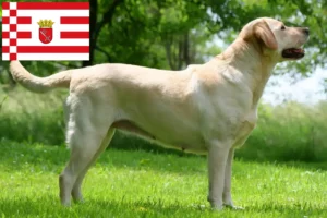 Přečtete si více ze článku Chovatelé labradorů a štěňat v Brémách
