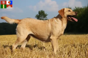 Přečtete si více ze článku Chovatelé labradorů a štěňat v Jihočeském kraji