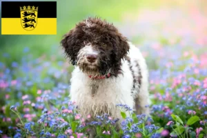 Přečtete si více ze článku Chovatelé a štěňata Lagotto Romagnolo v Bádensku-Württembersku