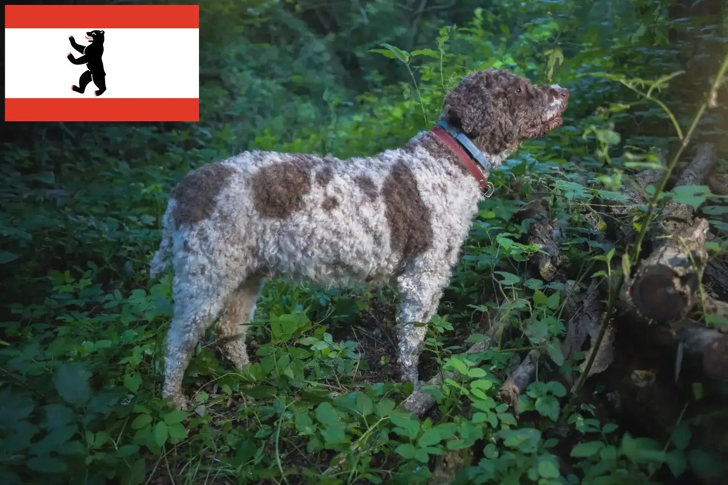 Lagotto Romagnolo štěňata a chovatelé Berlín Zde najdete chovatele Lagotto Romagnolo v Berlíně.