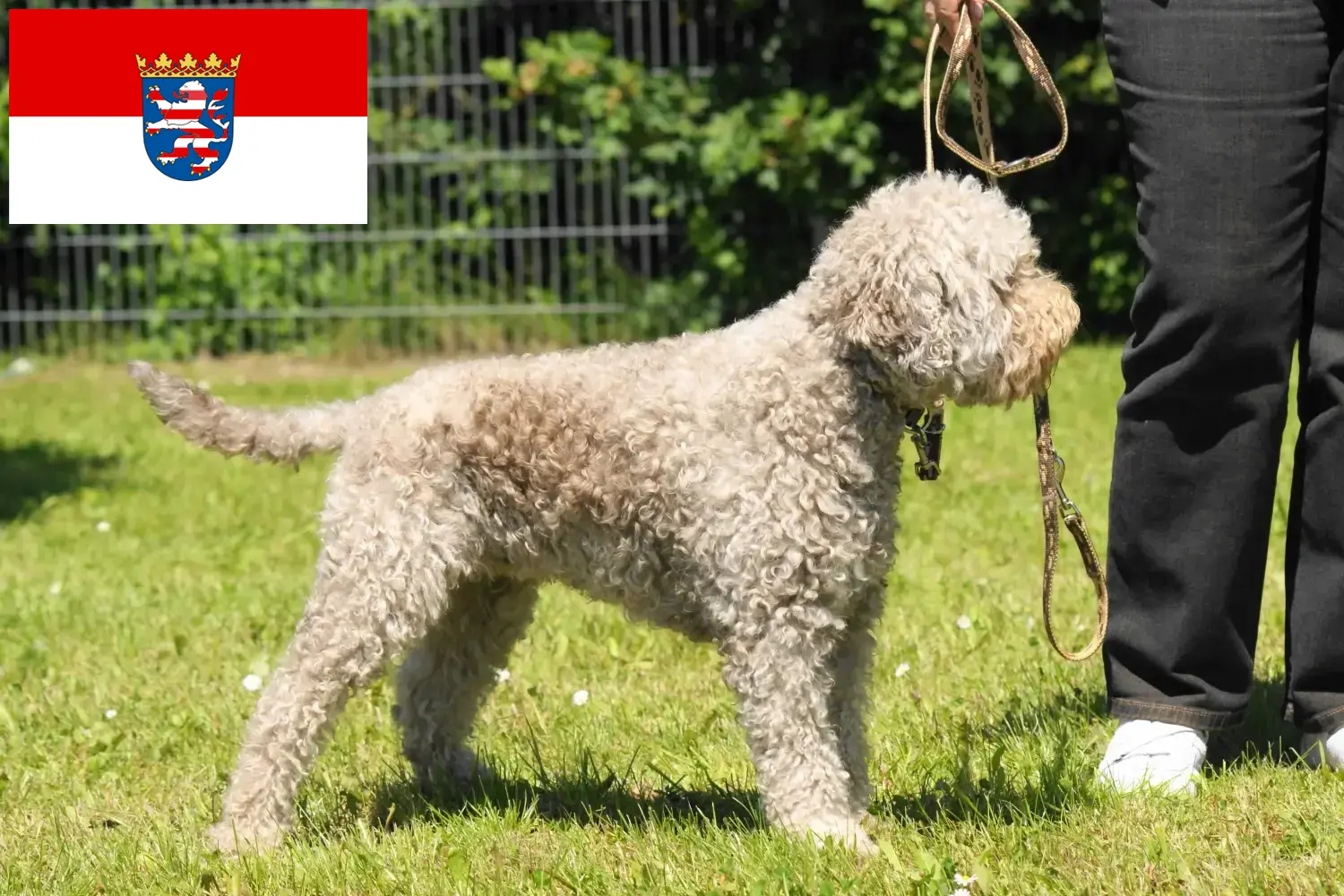 Lagotto Romagnolo štěňata a chovatelé Hesensko Zde najdete chovatele Lagotto Romagnolos v Hesensku.
