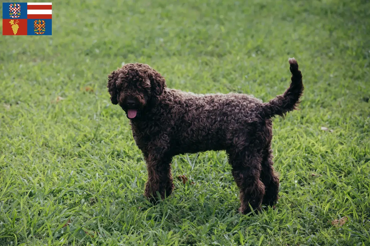 Lagotto Romagnolo štěňata a chovatelé Jižní Morava Zde najdete chovatele Lagotto Romagnolo na jižní Moravě.