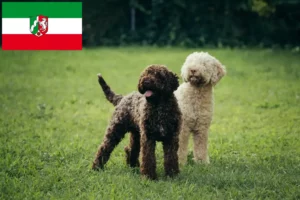 Přečtete si více ze článku Chovatelé a štěňata Lagotto Romagnolo v Severním Porýní-Vestfálsku