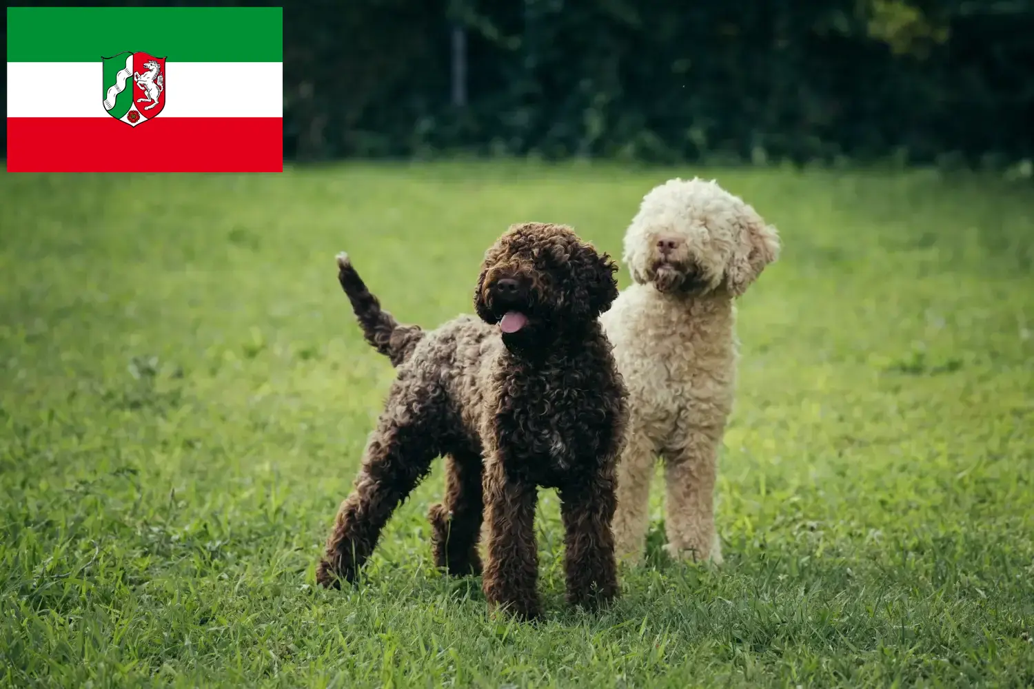 Lagotto Romagnolo štěňata a chovatelé Severní Porýní-Vestfálsko Zde najdete chovatele Lagotto Romagnolo v Severním Porýní-Vestfálsku.