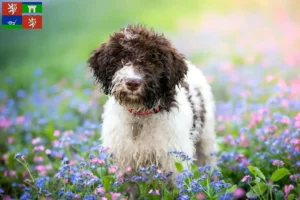 Přečtete si více ze článku Lagotto Romagnolo chovatelé a štěňata v Ústí