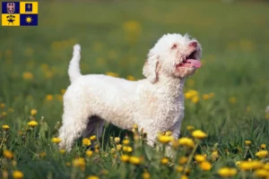 Přečtete si více ze článku Chovatelé a štěňata Lagotto Romagnolo ve Zlíně