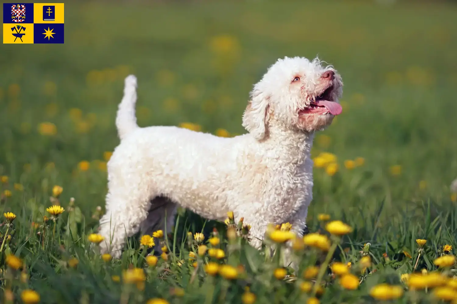 Lagotto Romagnolo štěňata a chovatelé Zlín Zde najdete chovatele Lagotto Romagnolo ve Zlíně.