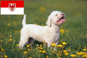 Přečtete si více ze článku Chovatelé a štěňata Lagotto Romagnolo v Brandenburgu