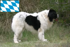 Přečtete si více ze článku Chovatelé a štěňata landseerů v Bavorsku