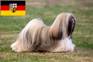 Přečtete si více ze článku Chovatelé a štěňata Lhasa Apso v Sársku