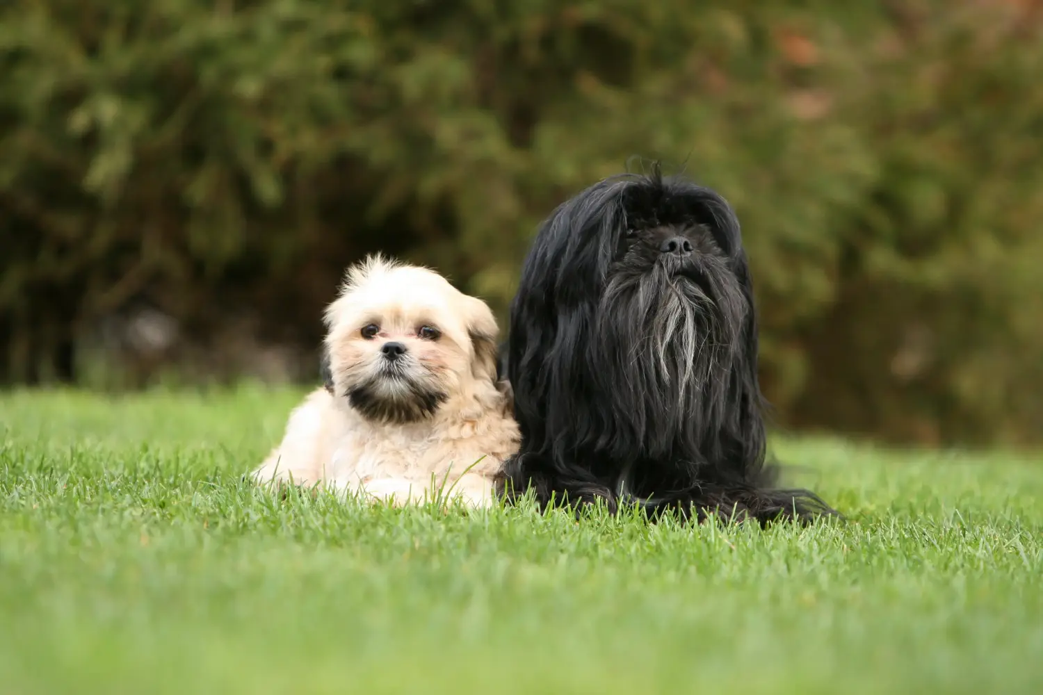 Koupě štěněte plemene Lhasa Apso znamená převzít odpovědnost! Prodám štěňata Lhasa Apso.