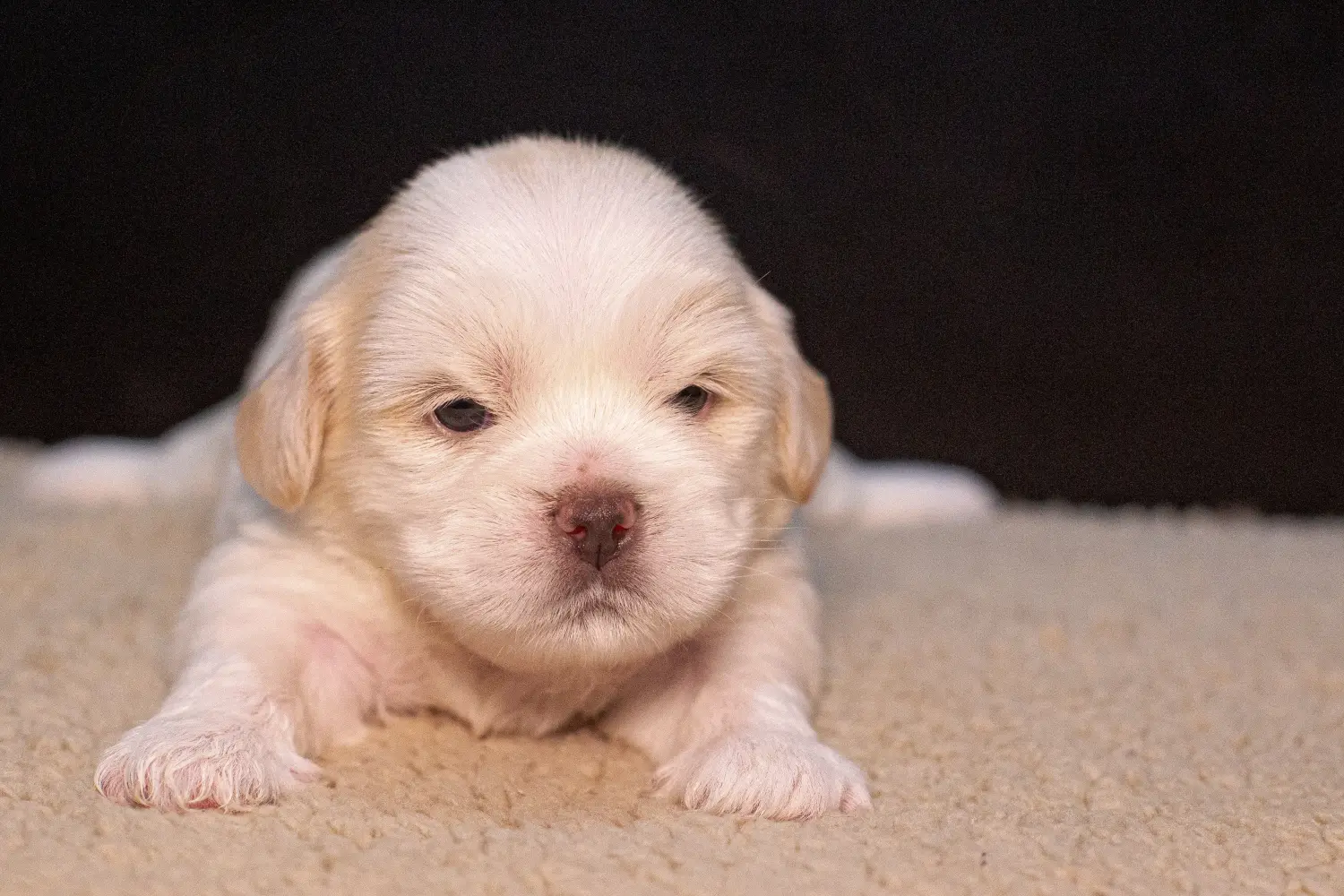 Koupě štěněte plemene Lhasa Apso znamená převzít odpovědnost! Prodám štěňata Lhasa Apso.