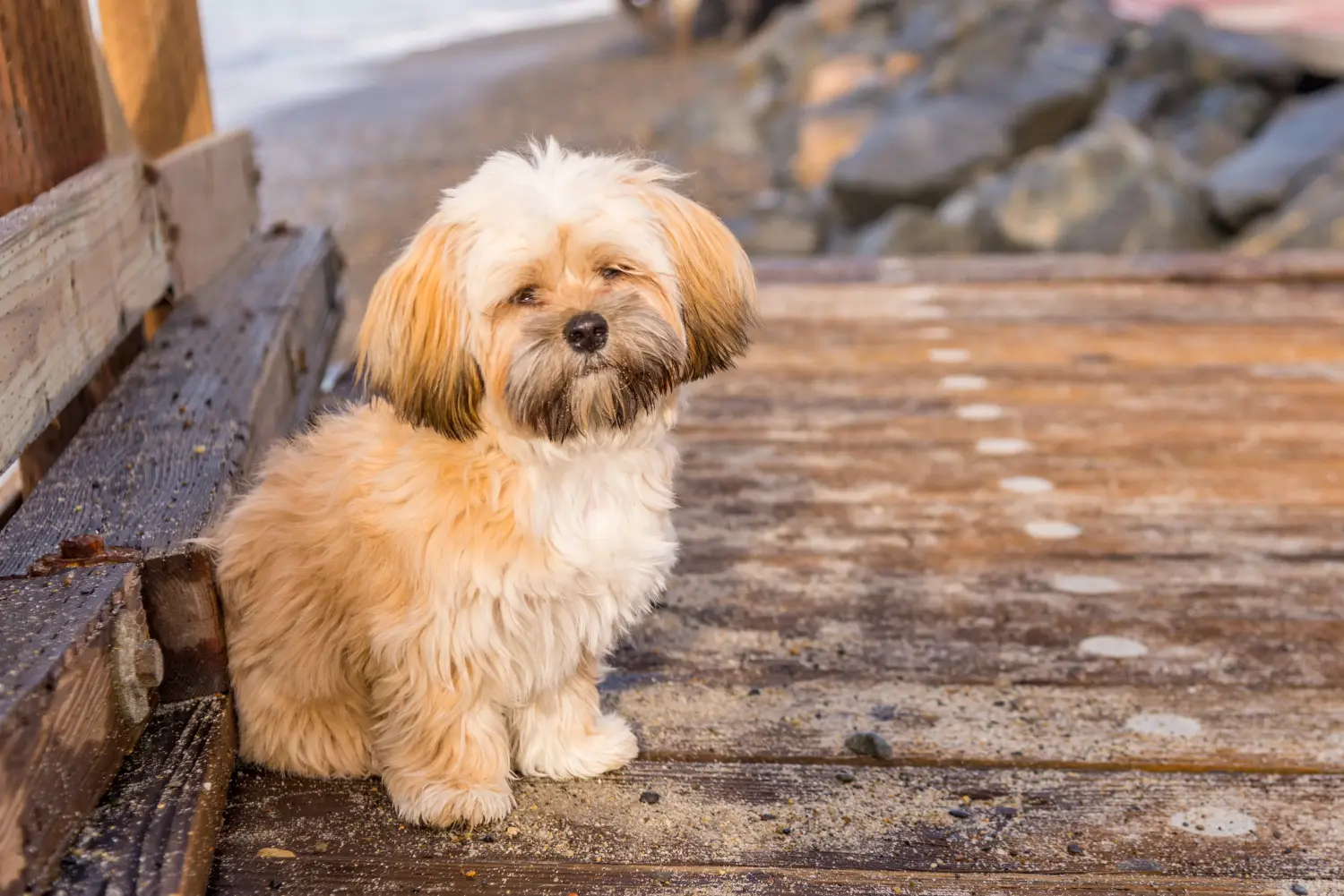 Koupě štěněte plemene Lhasa Apso znamená převzít odpovědnost! Prodám štěňata Lhasa Apso.