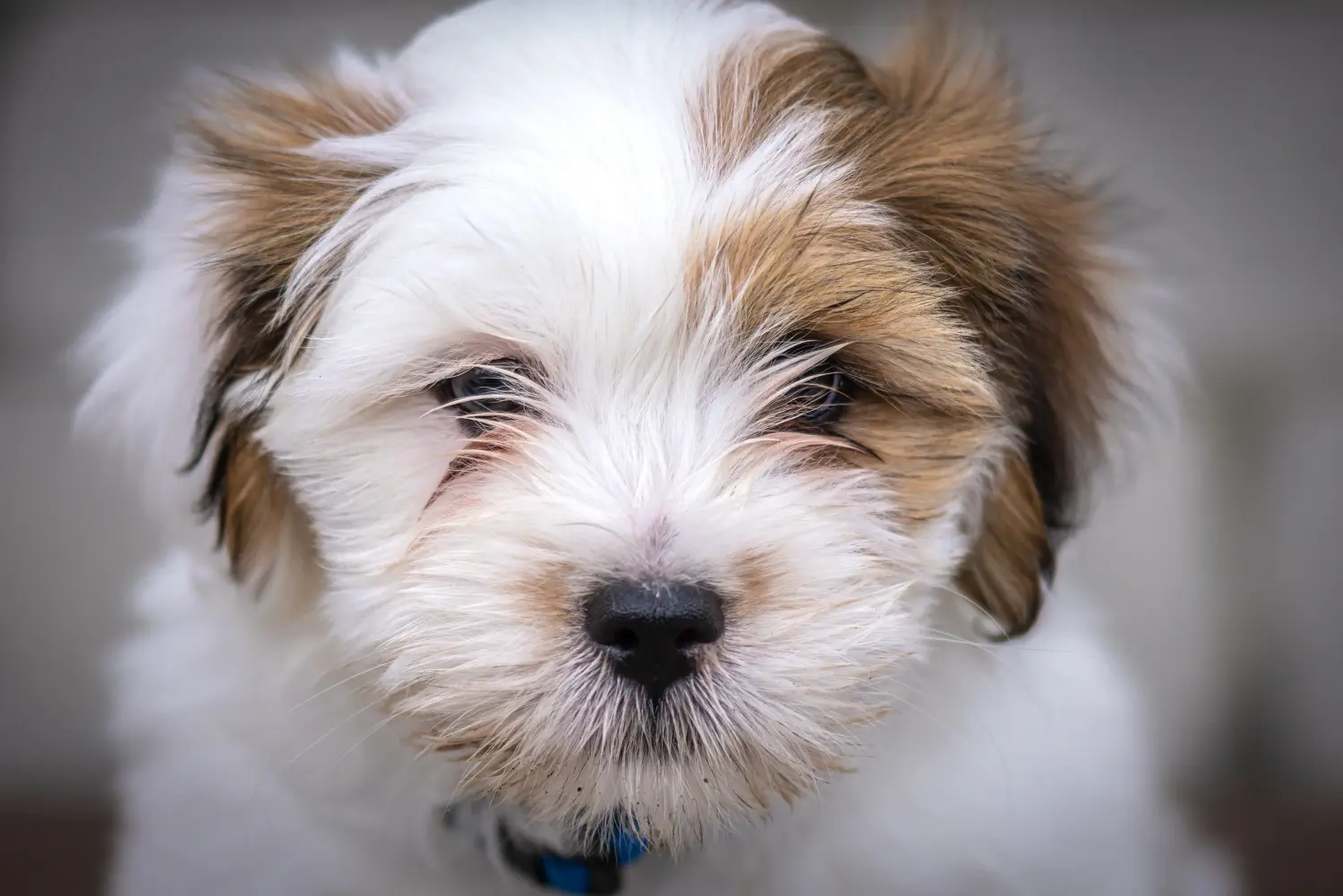 Koupě štěněte plemene Lhasa Apso znamená převzít odpovědnost! Prodám štěňata Lhasa Apso.