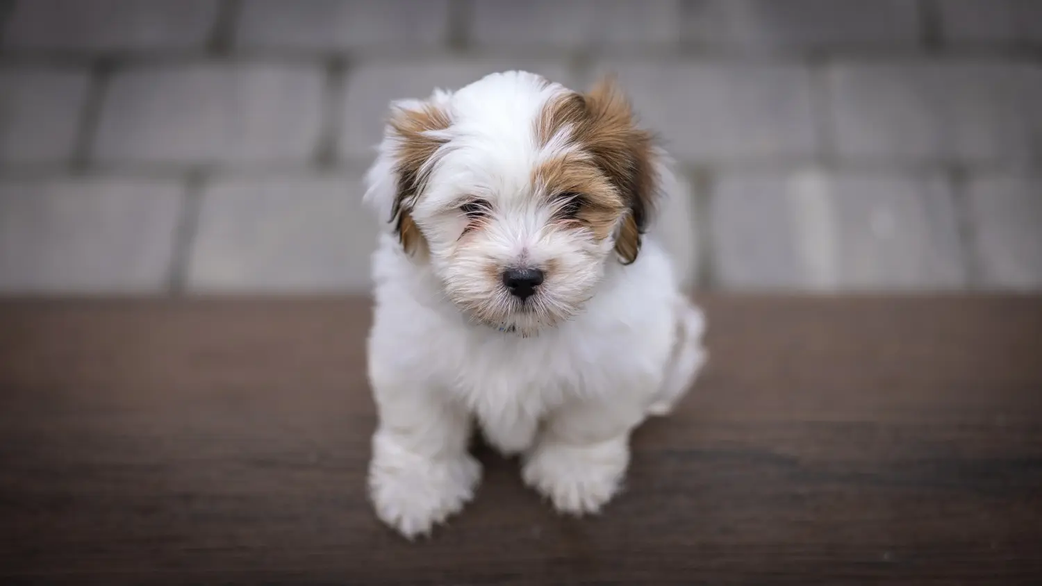 Koupě štěněte plemene Lhasa Apso znamená převzít odpovědnost! Prodám štěňata Lhasa Apso.