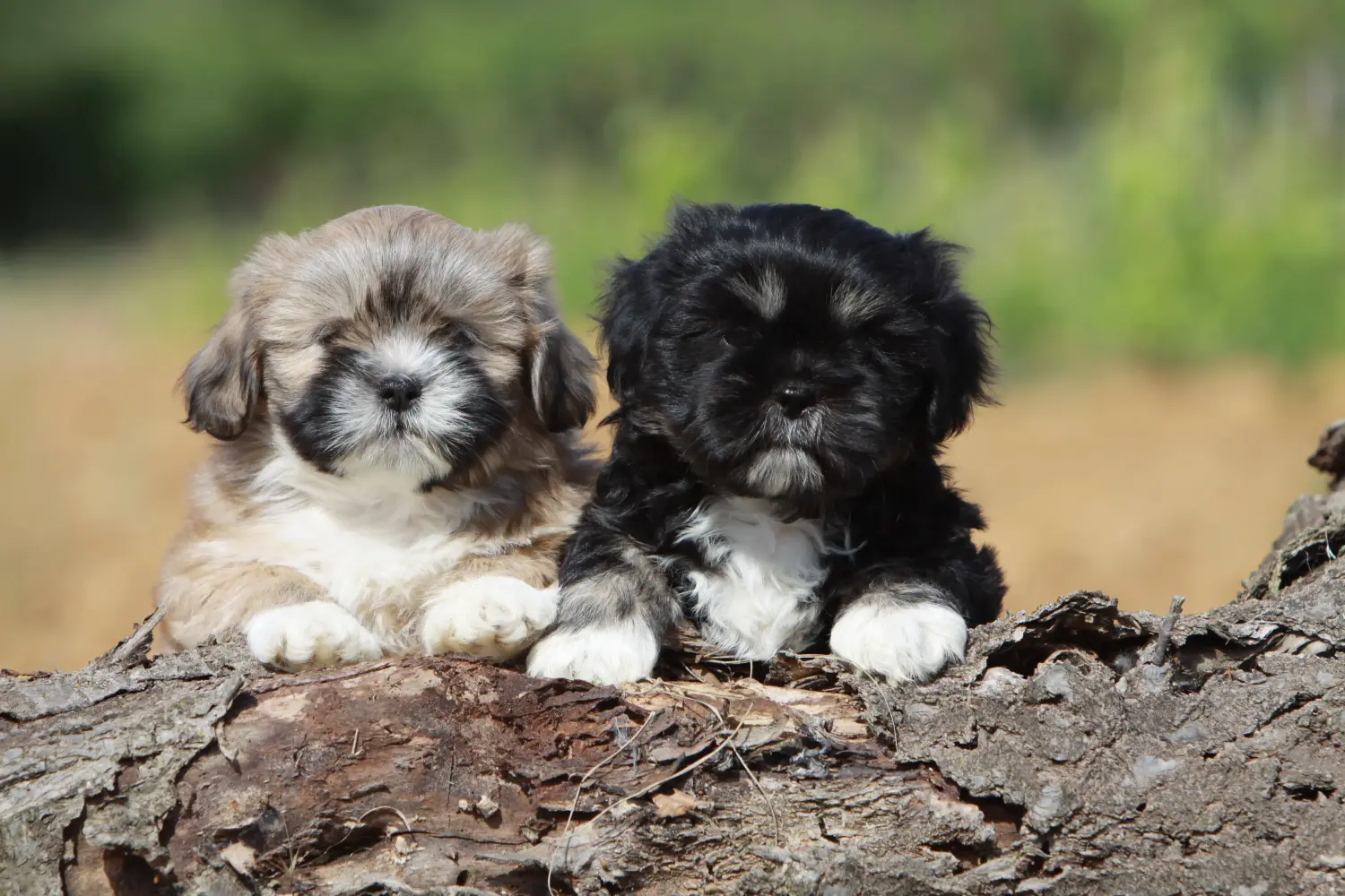 Koupě štěněte plemene Lhasa Apso znamená převzít odpovědnost! Prodám štěňata Lhasa Apso.